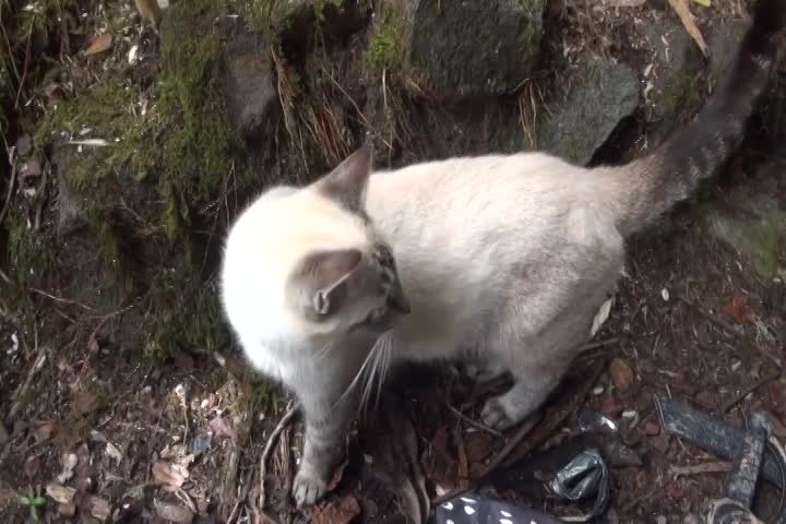 The Amazing Animal Kingdom of Hawaii: Cats in Paradise