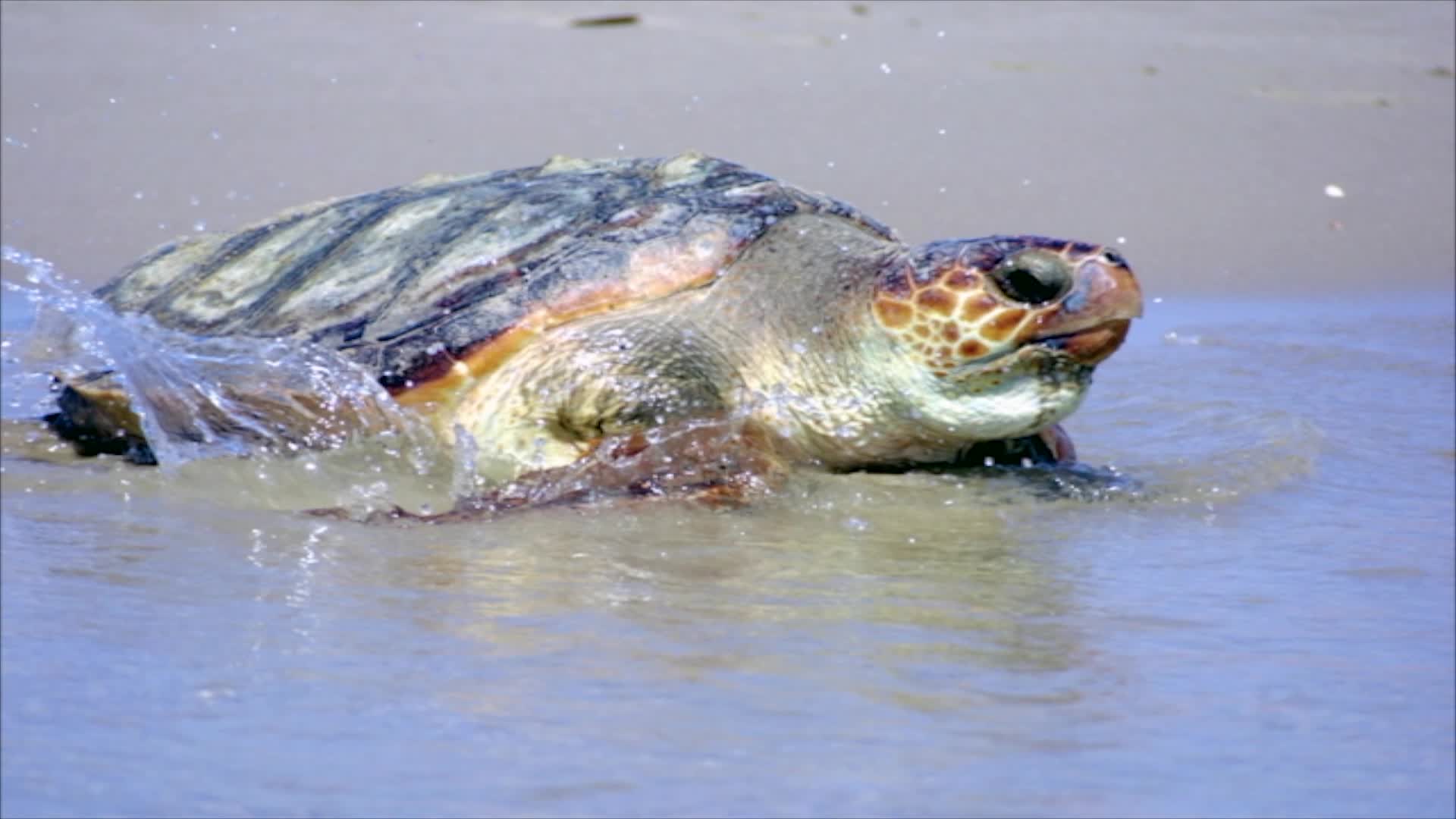 The Amazing Animal Kingdom of Hawaii: Honu in Hawaii