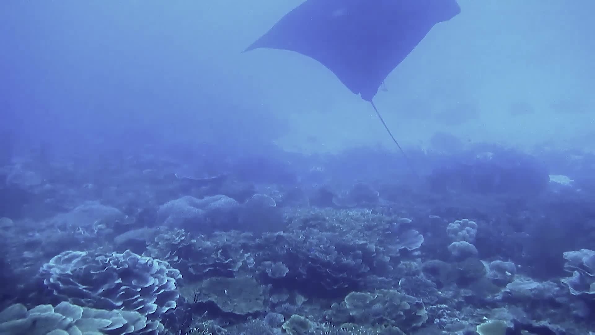 The Amazing Animal Kingdom of Hawaii: Magnificent Manta's