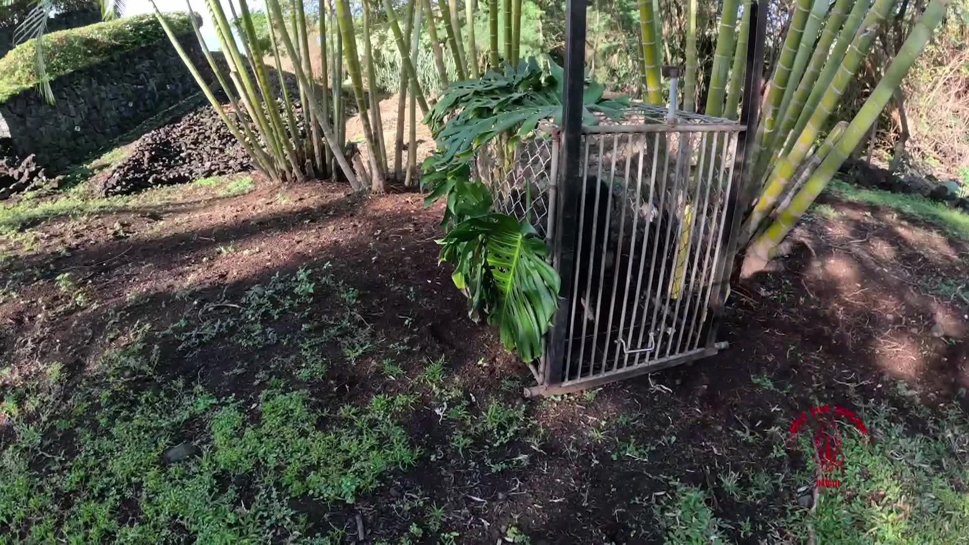 Hunt Fish Explore Hawaii: Pig Trapping Shorts