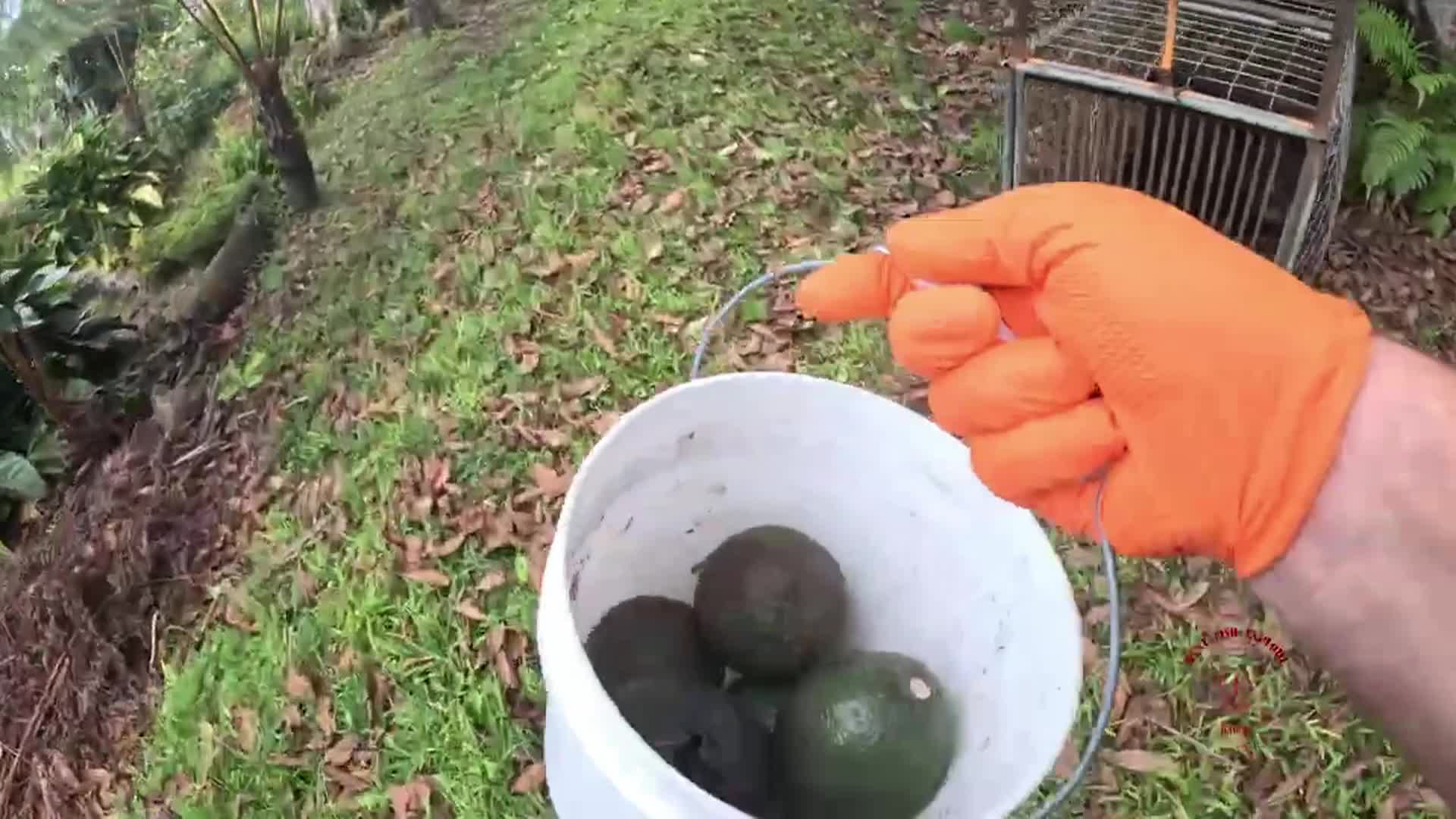 Hunt Fish Explore Hawaii: S7E1