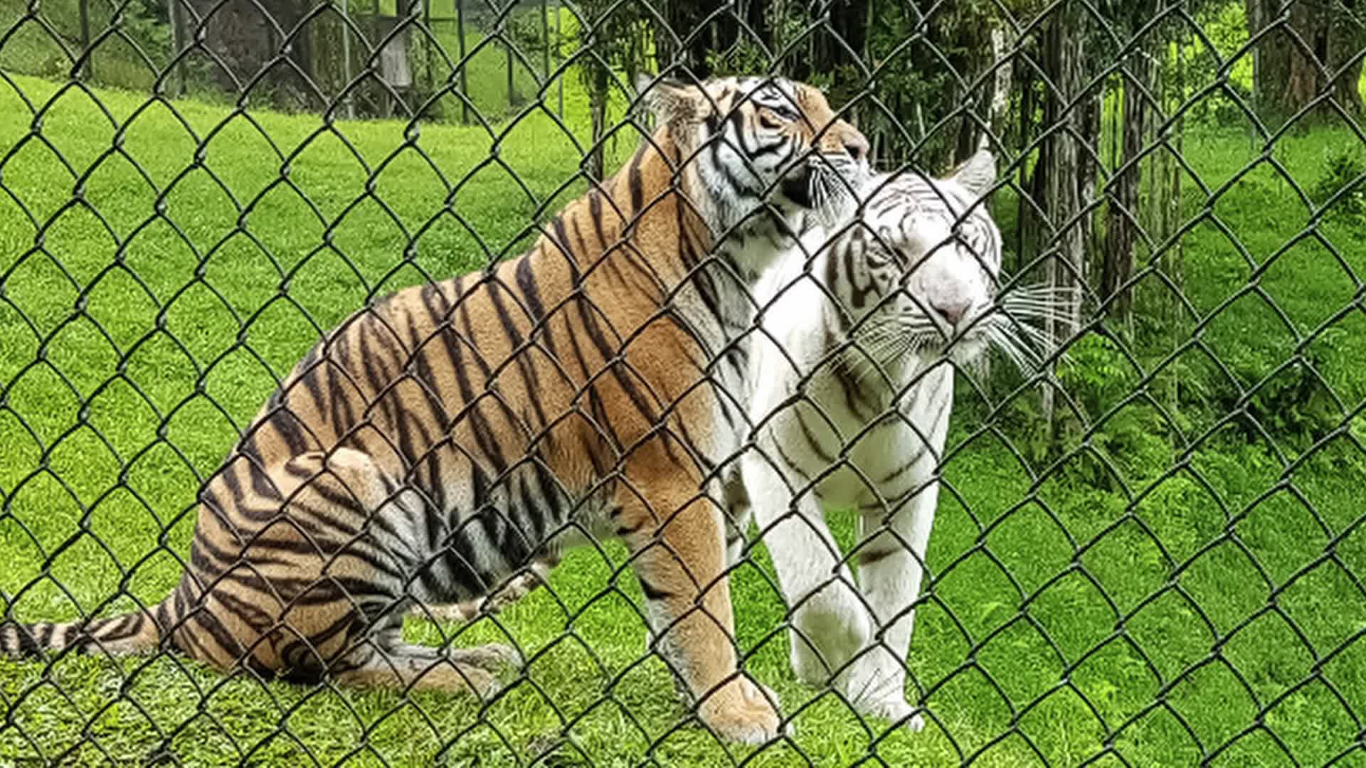 Culture Corner: Tiger Fun Day at Panaewa Zoo